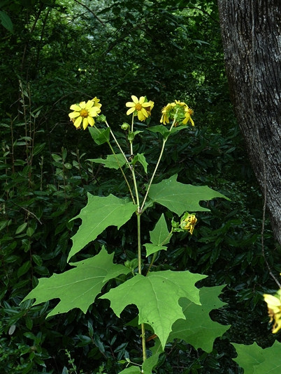 {Smallanthus uvedalia}